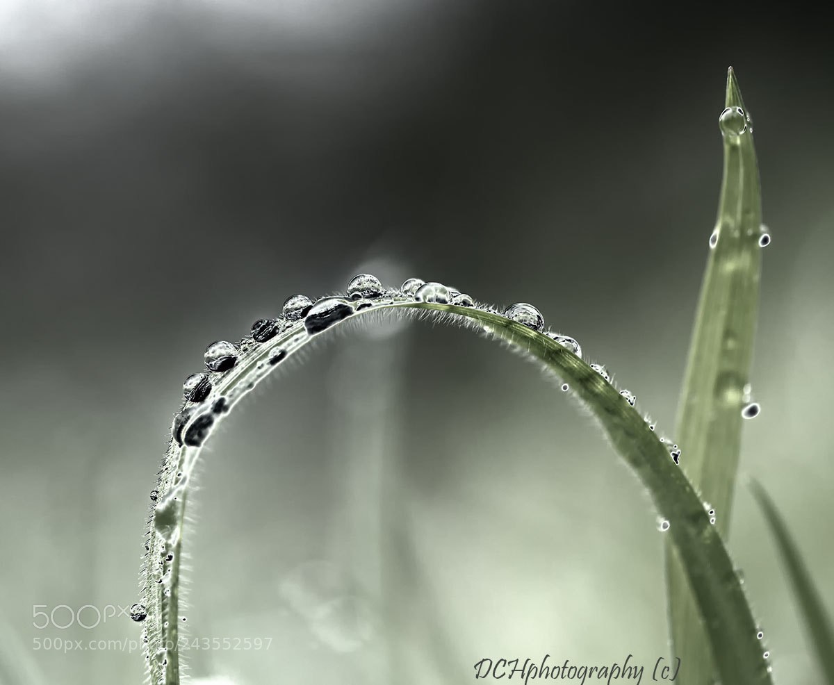 Canon EOS 650D (EOS Rebel T4i / EOS Kiss X6i) sample photo. Raindrops photography