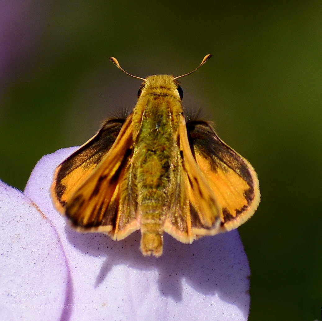 Nikon D7200 sample photo. Butterfly enjoying a purple photography