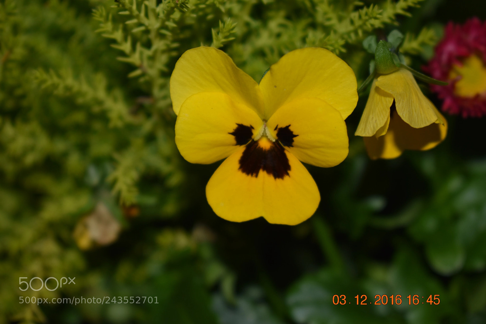 Nikon D3400 sample photo. Yellow and black flower photography