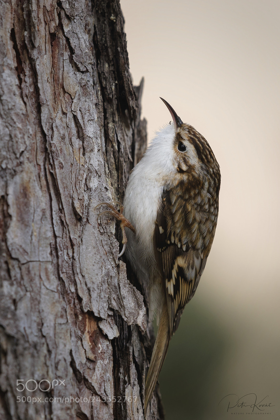 Nikon D500 sample photo. The eurasian treecreeper certhia photography