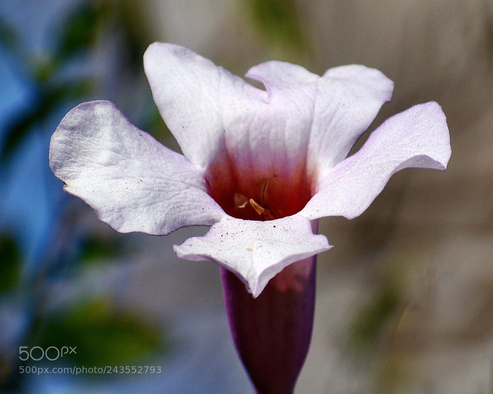 Nikon D7200 sample photo. A light purple flower photography