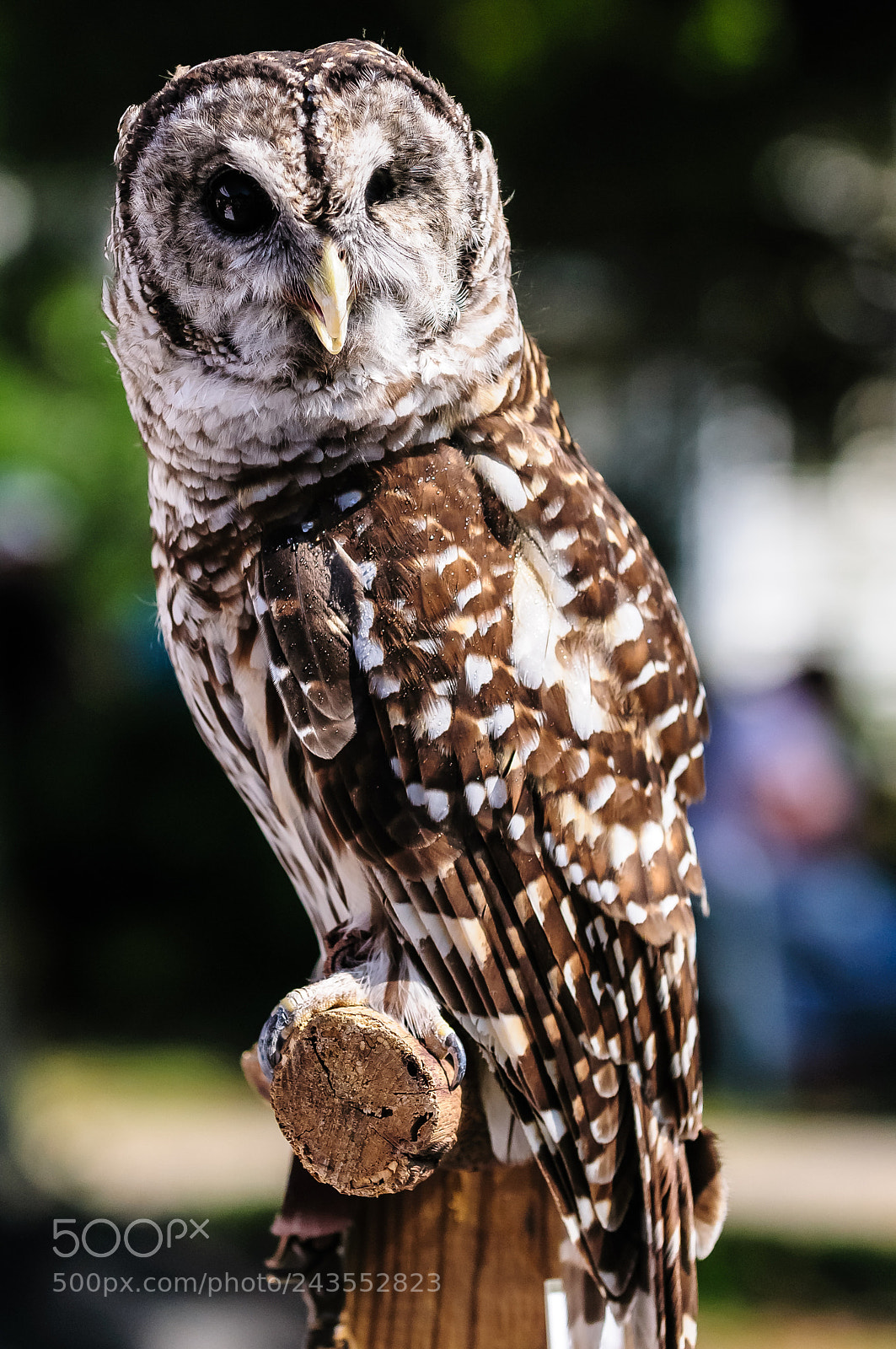 Nikon D300S sample photo. Recovering barred owl photography