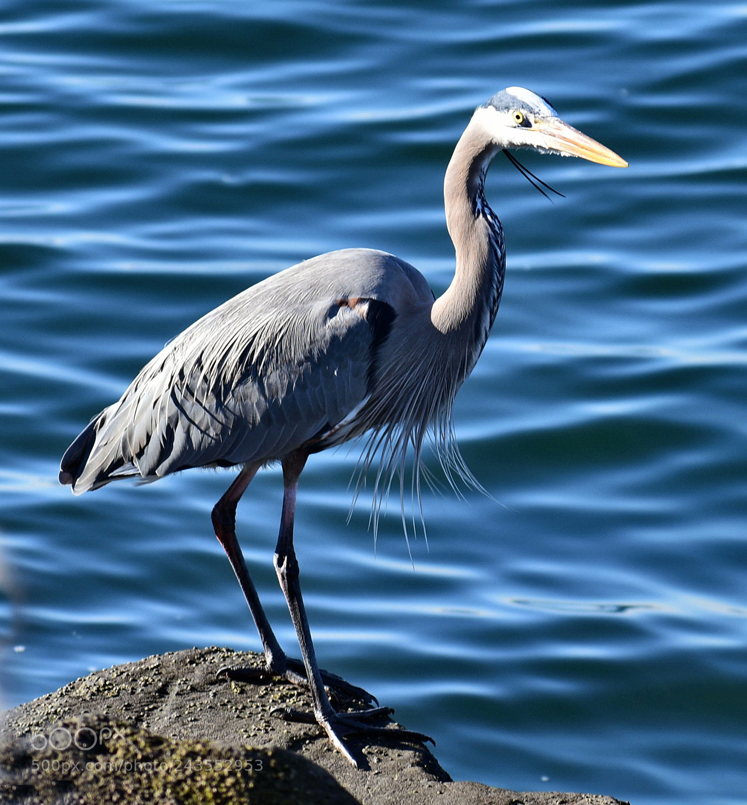 Nikon D7200 sample photo. A blue heron watching photography