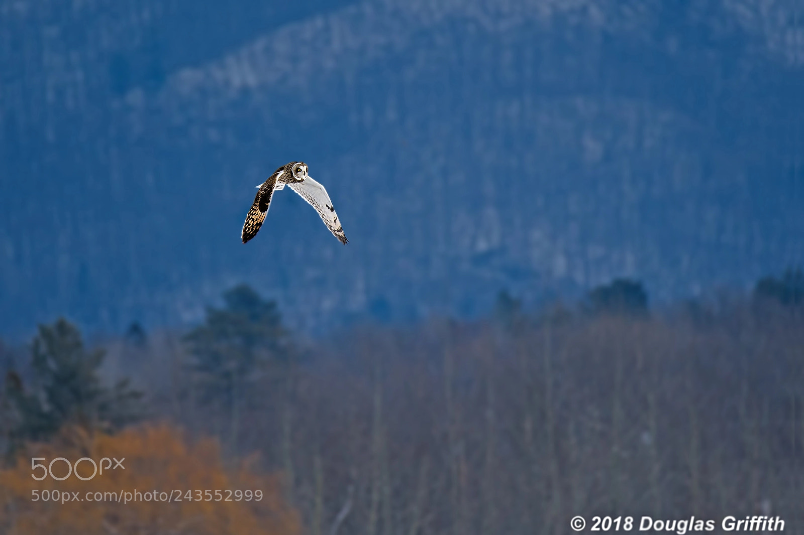 Nikon D500 sample photo. Short-eared owl (asio flammeus) photography