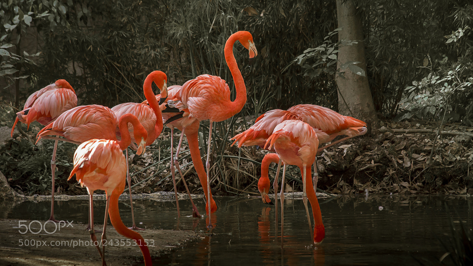 Canon EOS 700D (EOS Rebel T5i / EOS Kiss X7i) sample photo. Flamingos photography