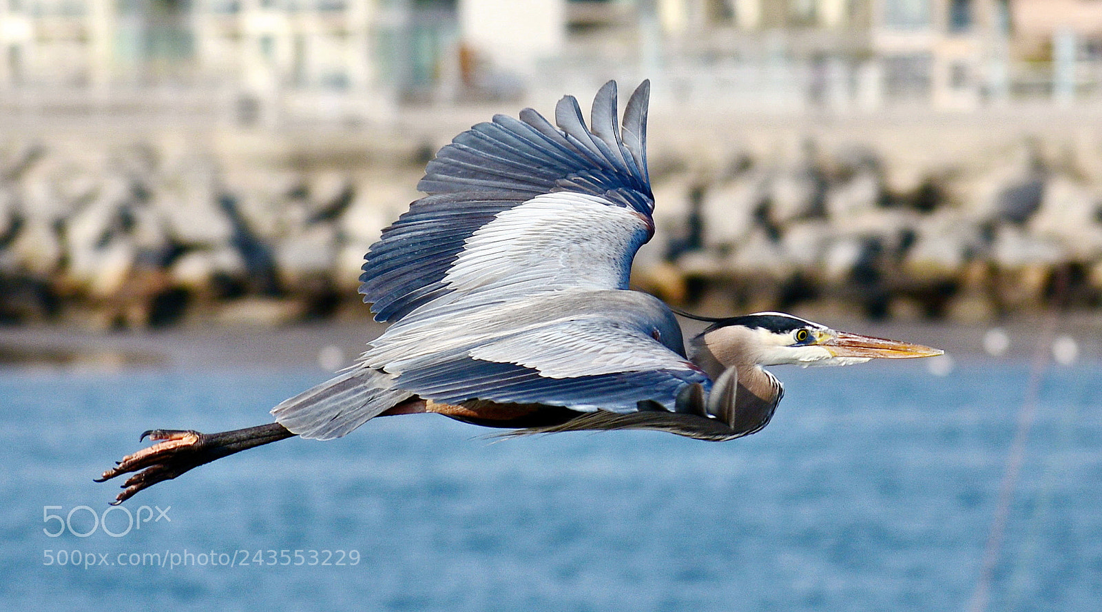 Nikon D7200 sample photo. A blue heron flying photography