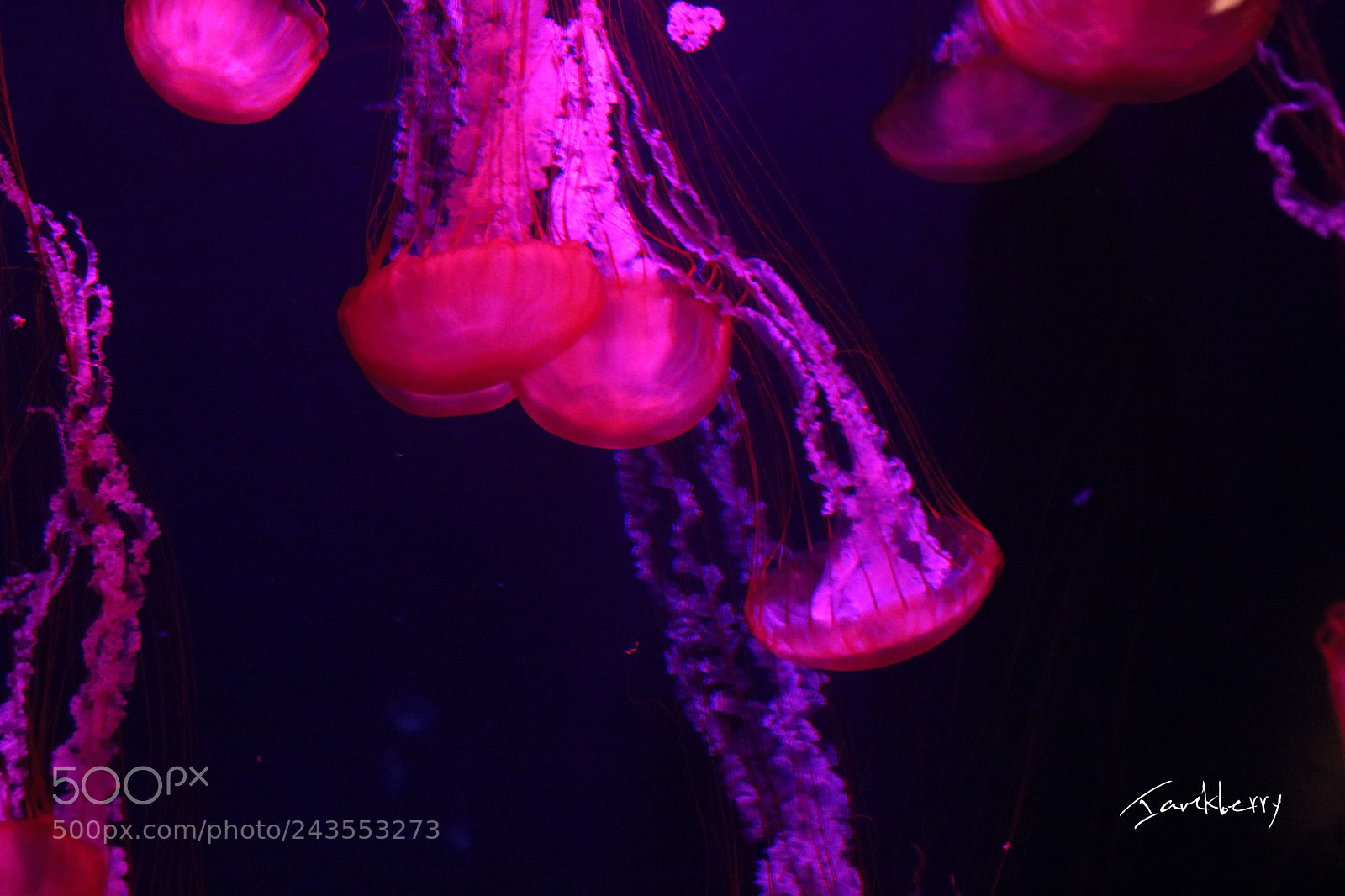 Canon EOS 760D (EOS Rebel T6s / EOS 8000D) sample photo. Red jelly photography