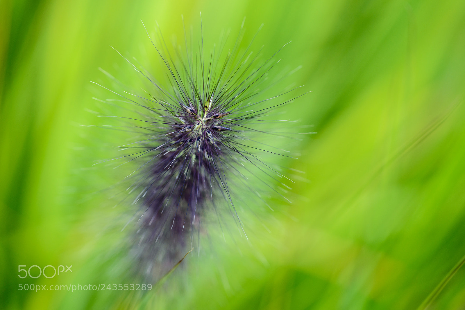 Nikon D600 sample photo. Abstract flower photography