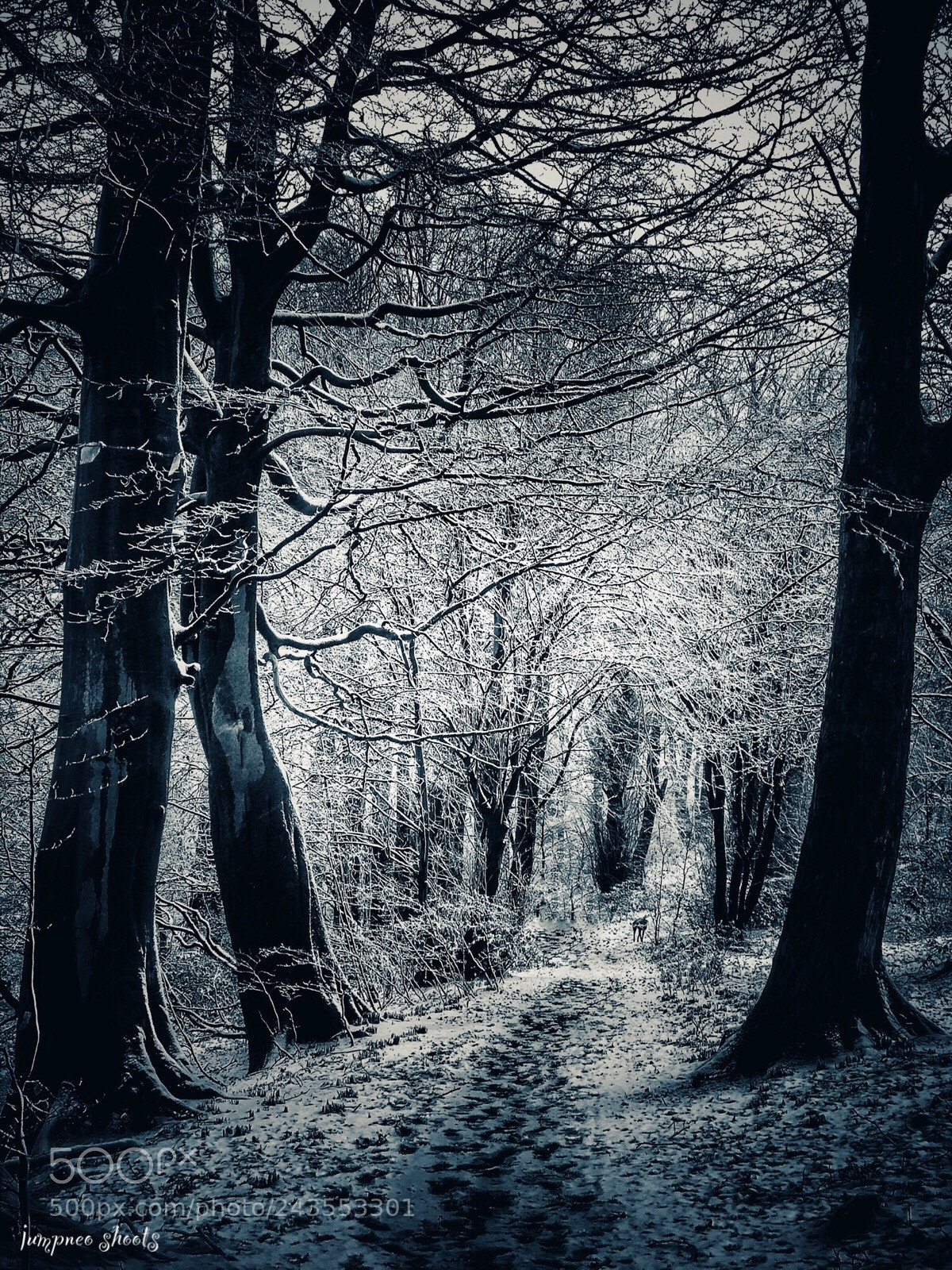 Apple iPhone 8 Plus sample photo. Frozen woods photography