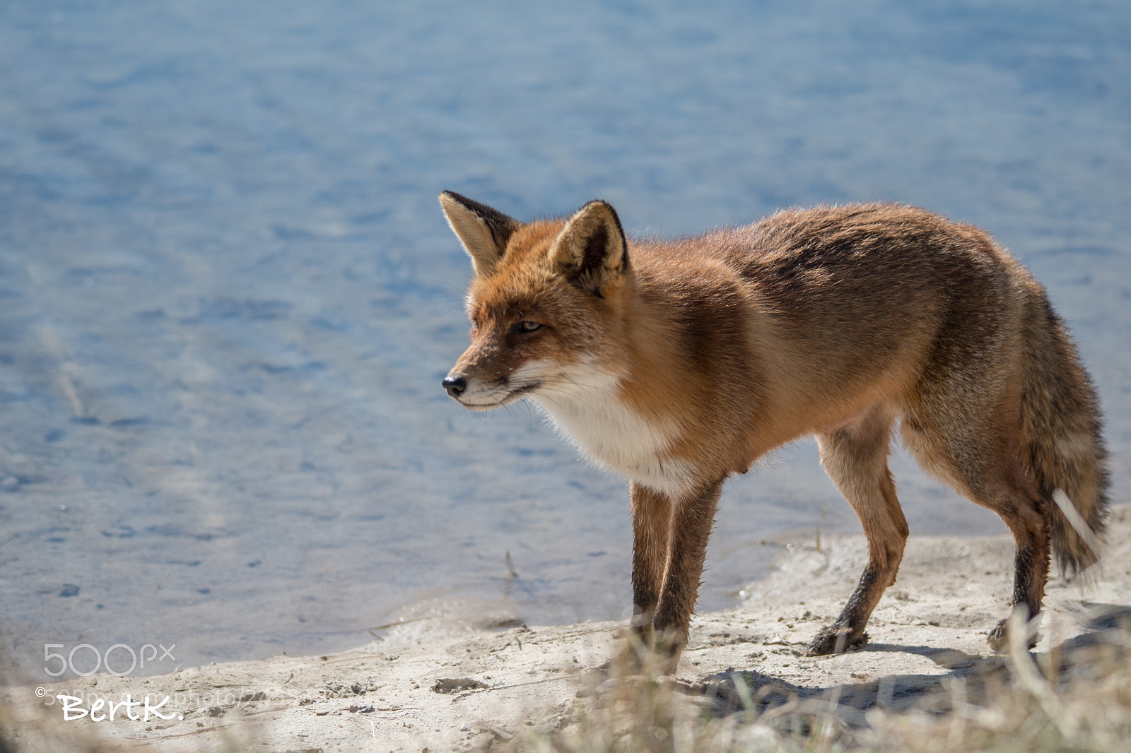 Nikon D500 sample photo. Fox photography