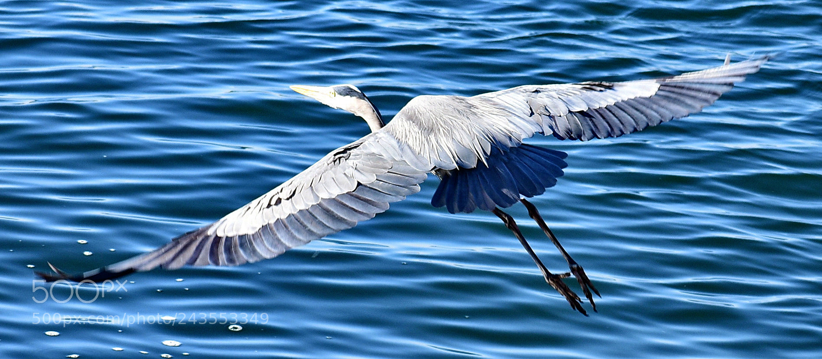 Nikon D7200 sample photo. A blue heron flying photography