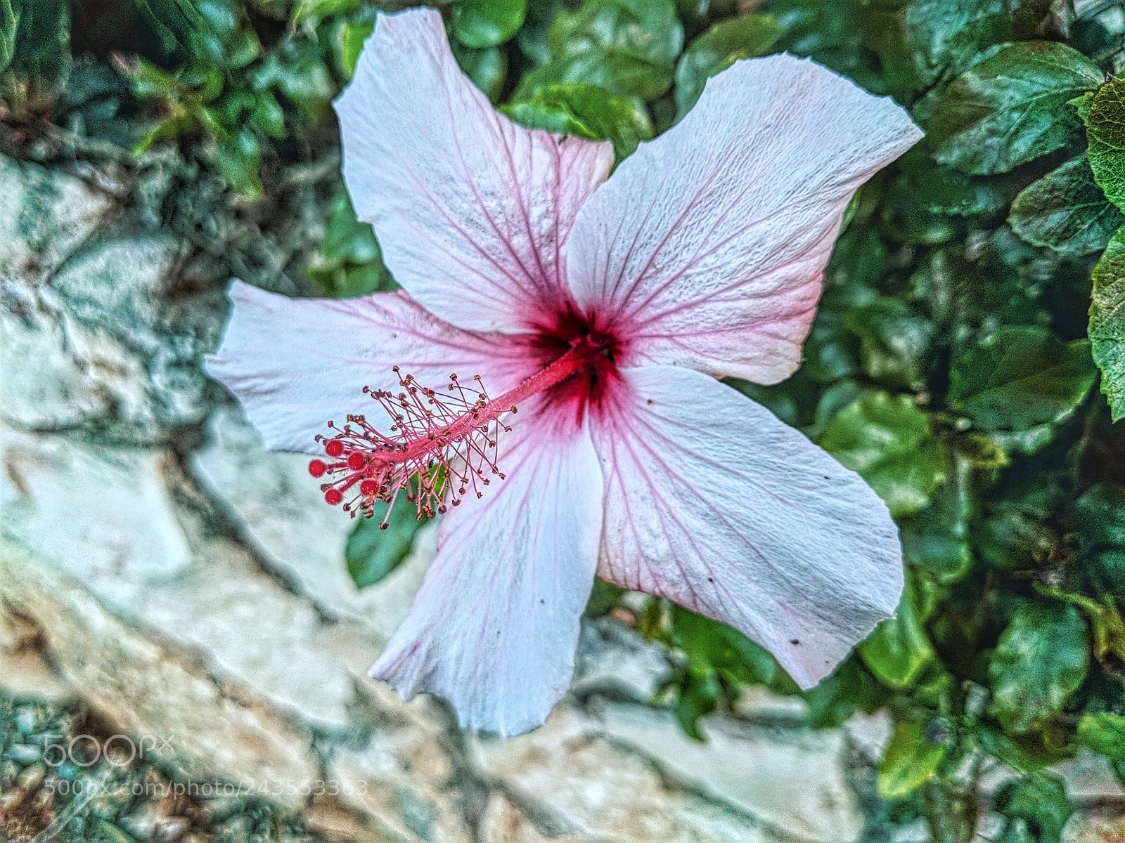 Google Pixel 2 XL sample photo. Mvimg_20180112_065813-01.jpg photography