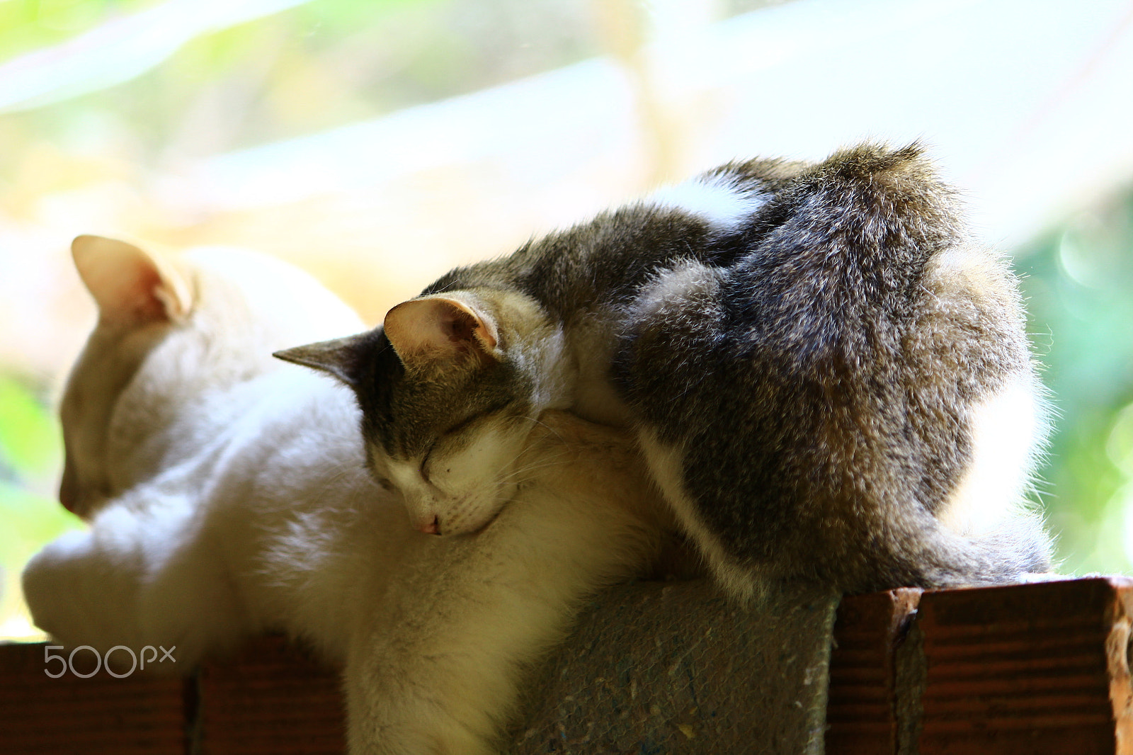 Canon EF-S 55-250mm F4-5.6 IS II sample photo. Kitties photography