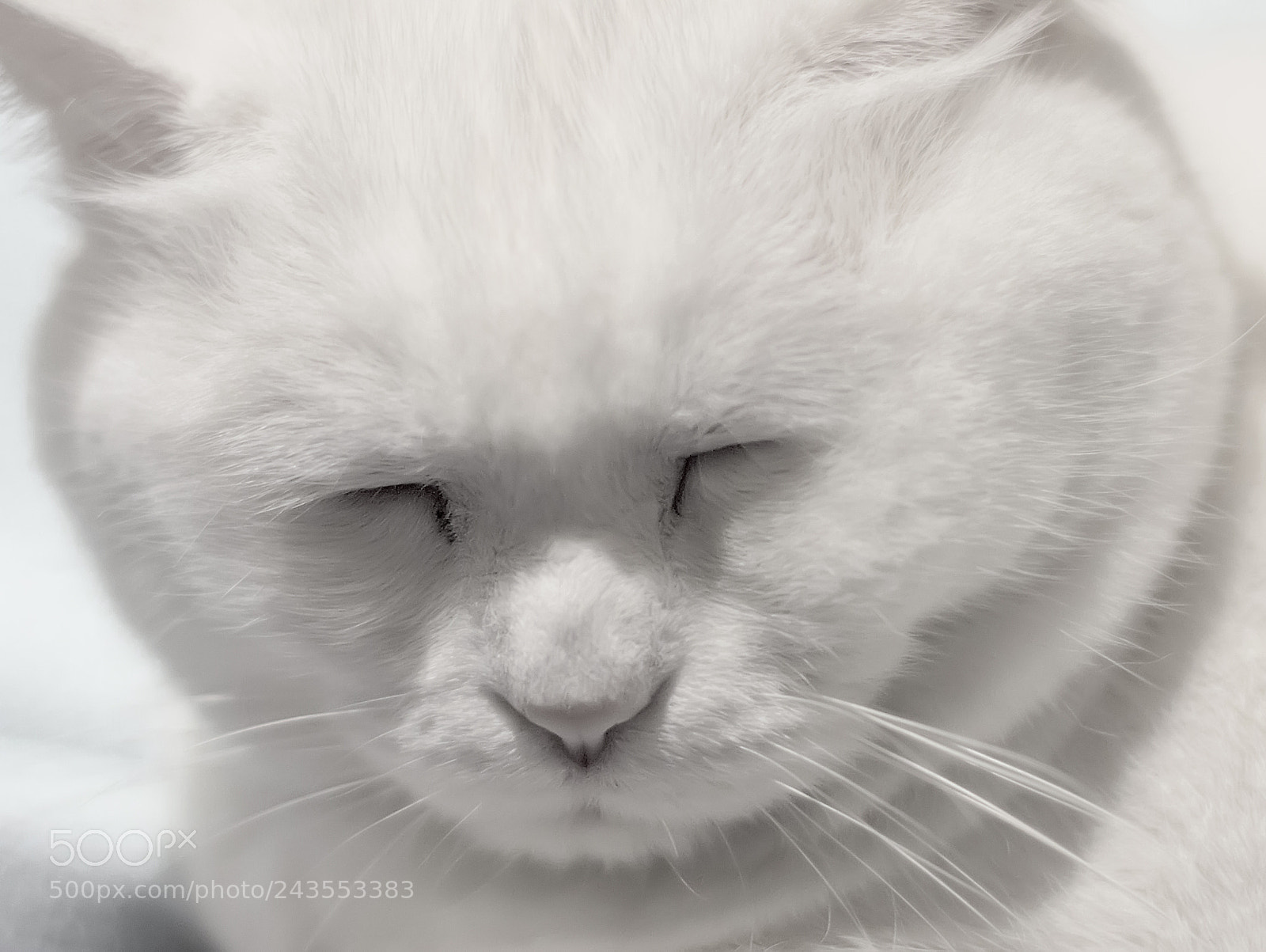 Nikon D3200 sample photo. The sleeping cat. photography