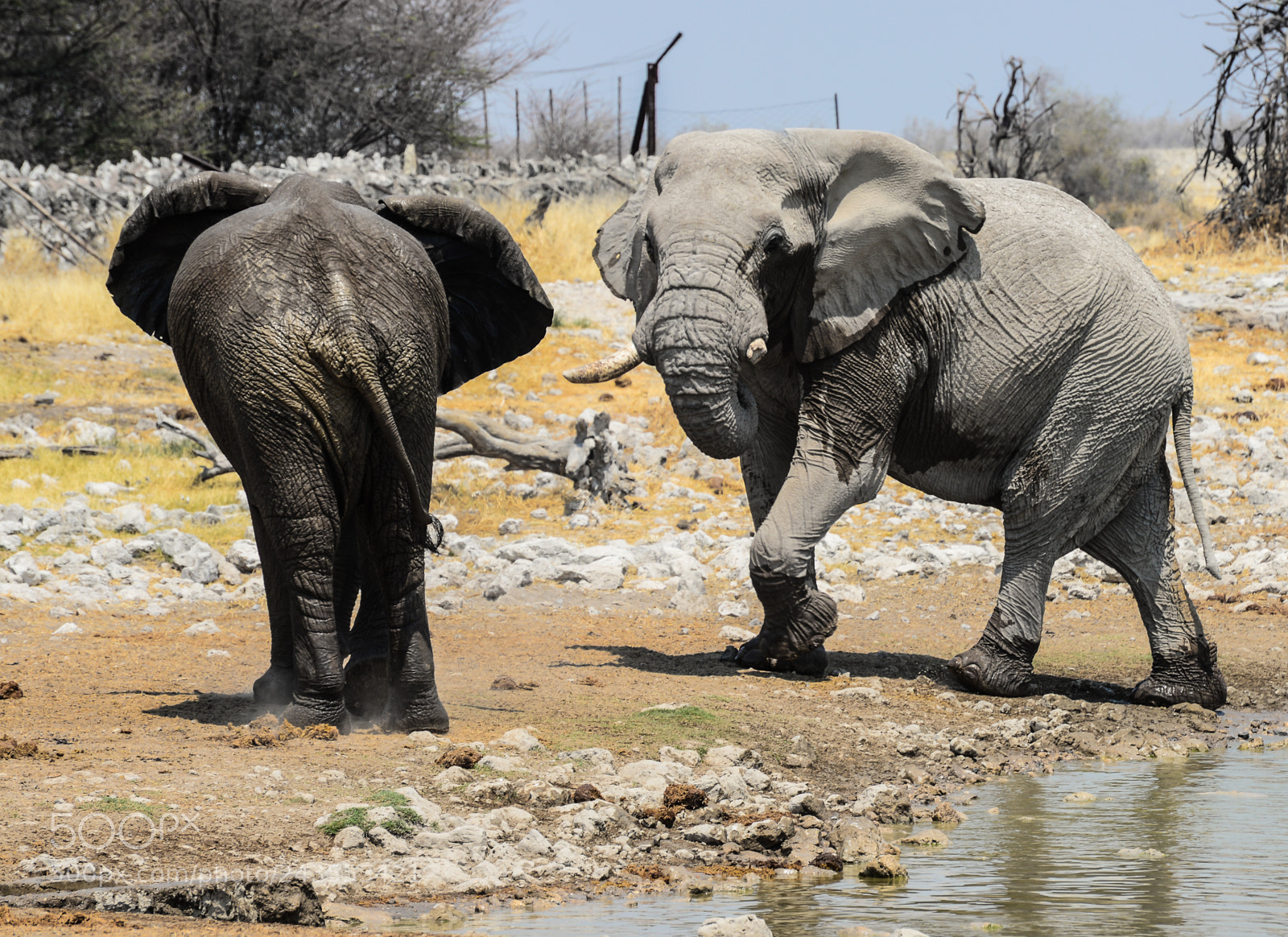 Nikon D610 sample photo. Elephant faceoff photography
