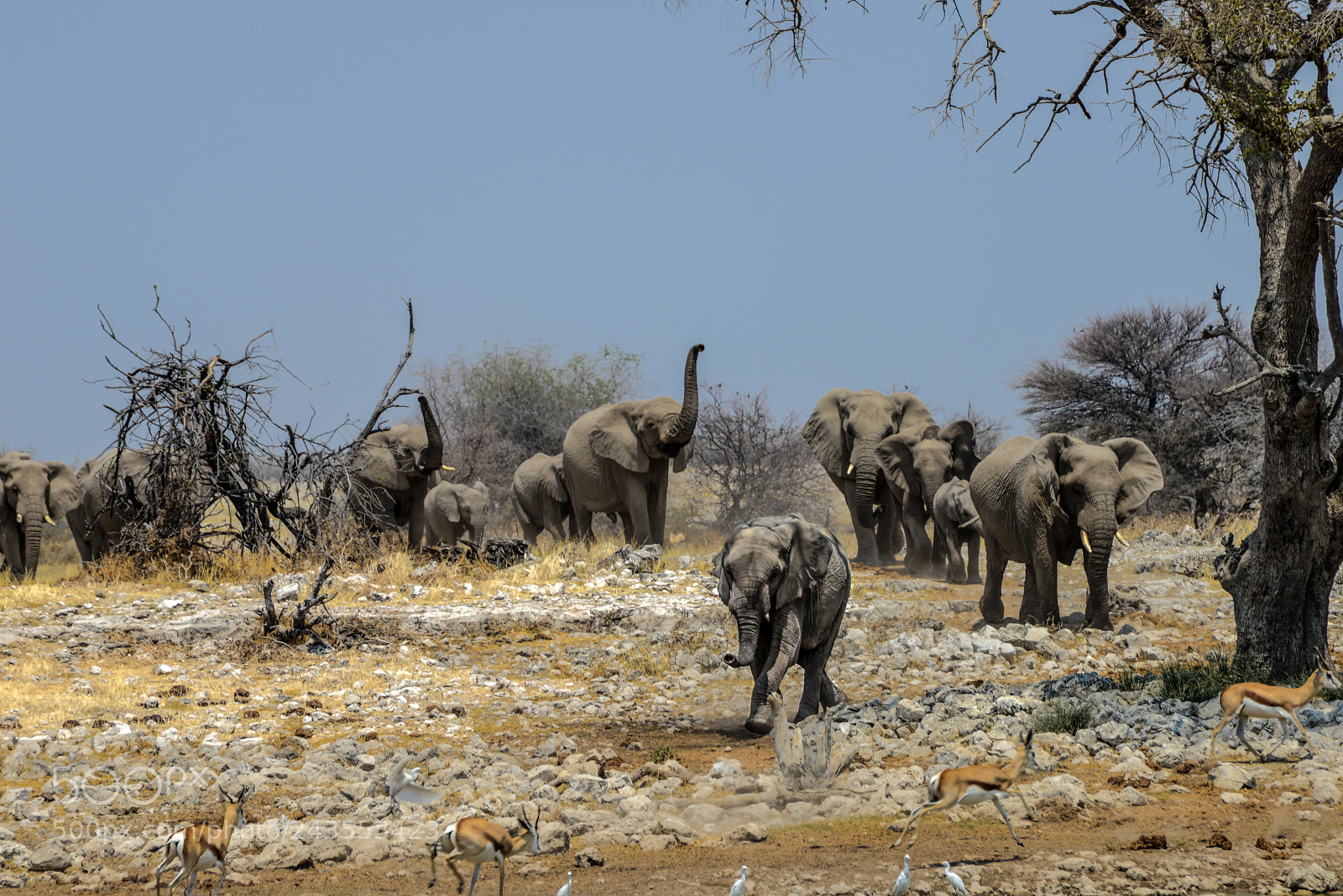 Nikon D610 sample photo. Elephants arriving at waterhole photography