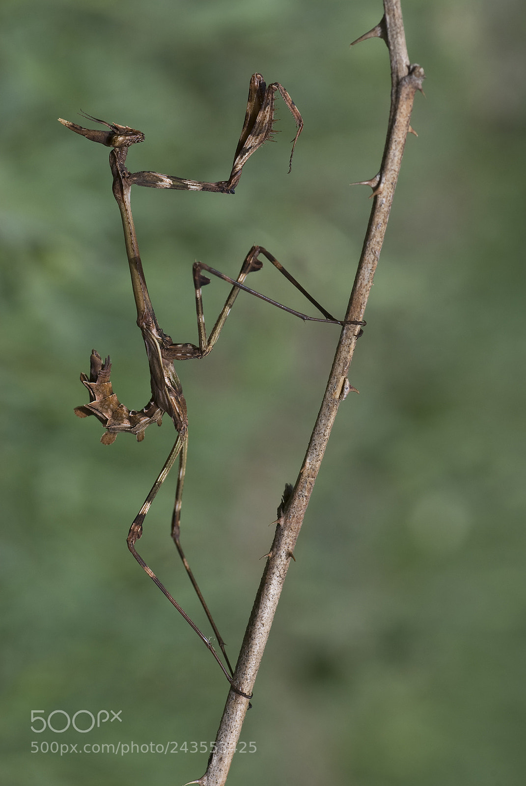 Nikon D80 sample photo. Empusa pennata photography
