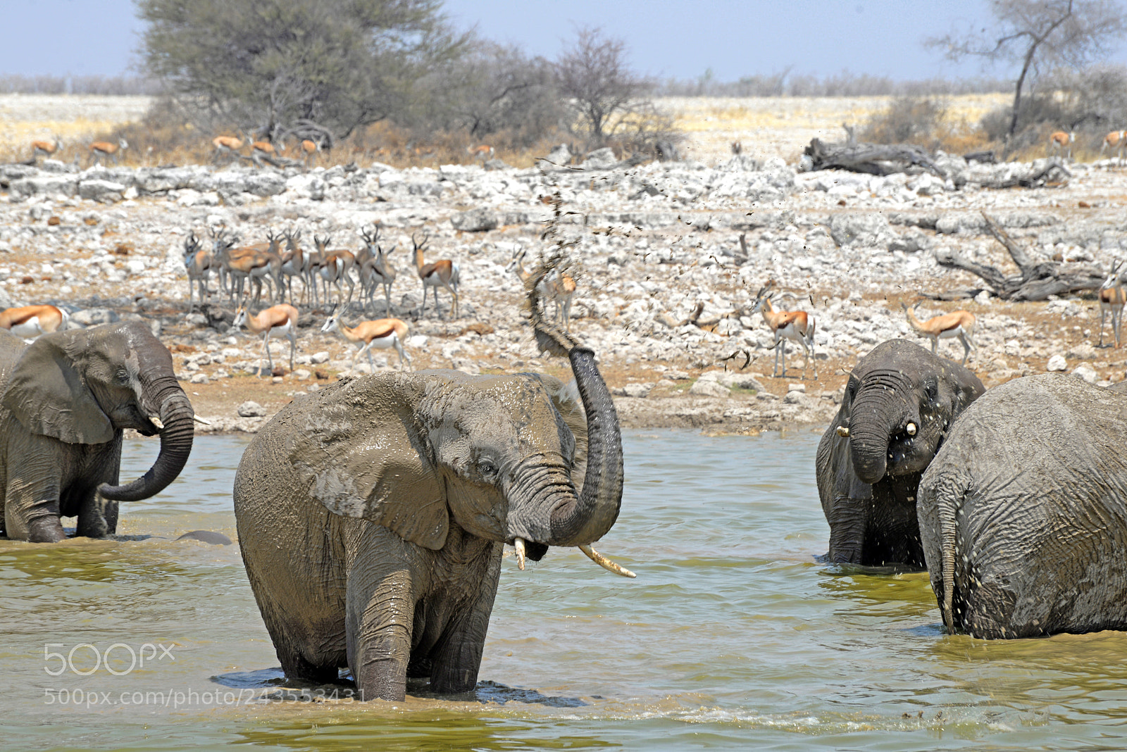 Nikon D610 sample photo. Elephants mud-bath photography