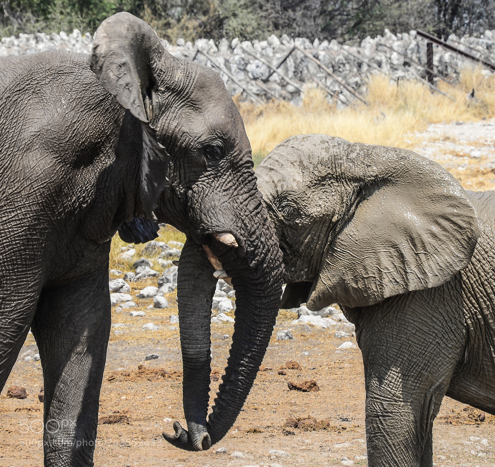 Nikon D610 sample photo. Elephants showing friendship photography