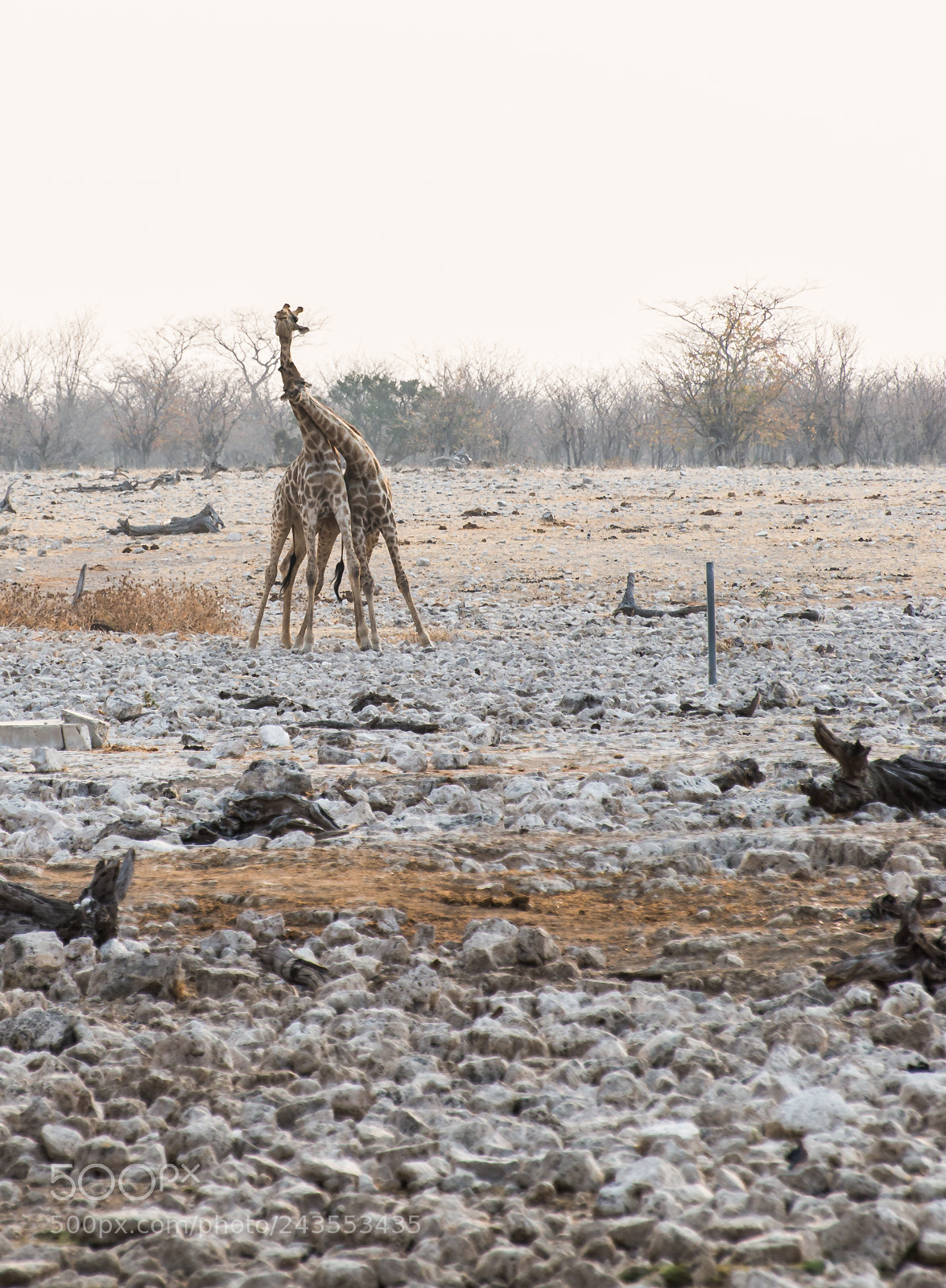 Nikon D610 sample photo. Pair of giraffes necking photography