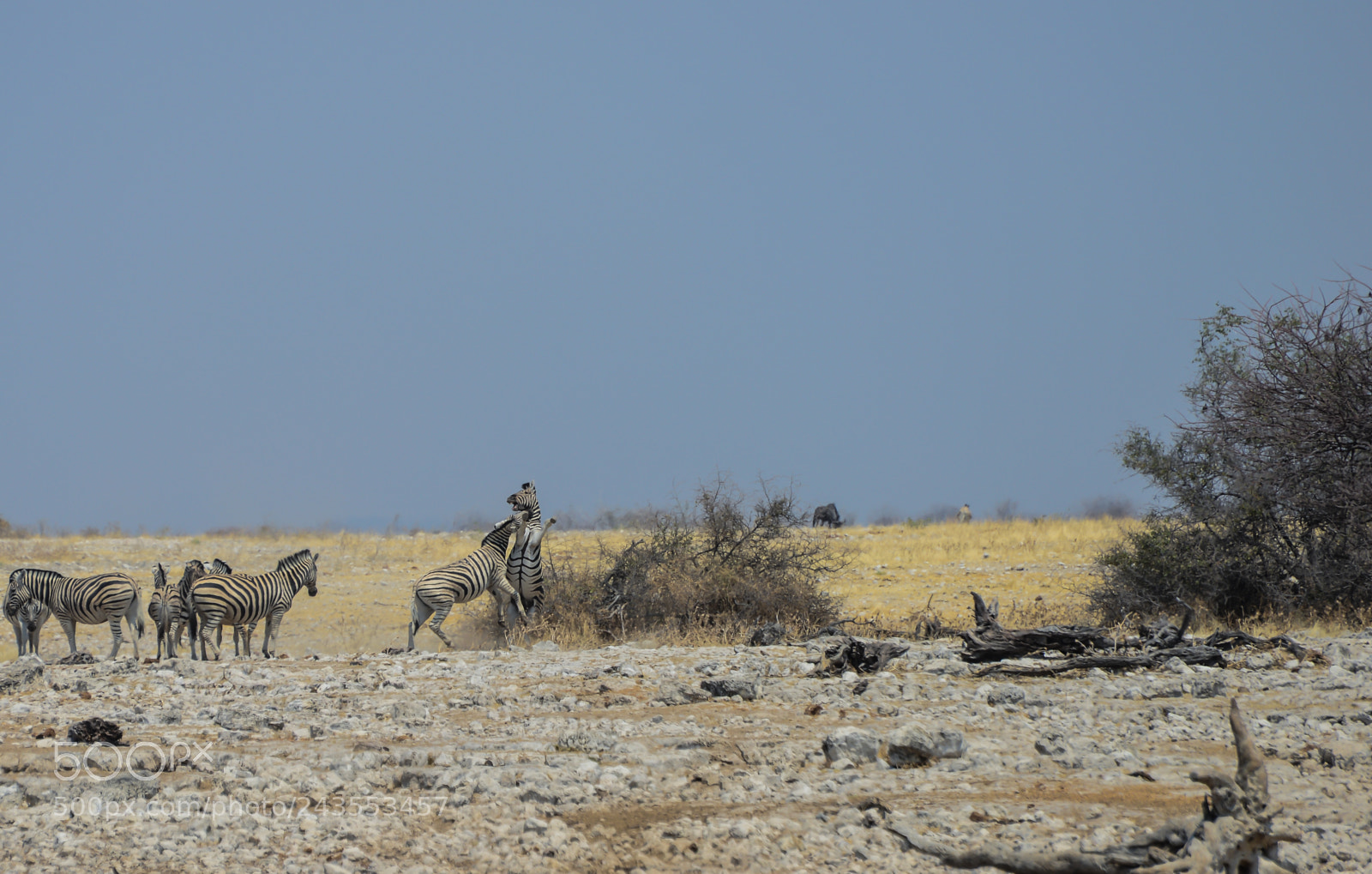 Nikon D610 sample photo. Pair of zebras fighting photography