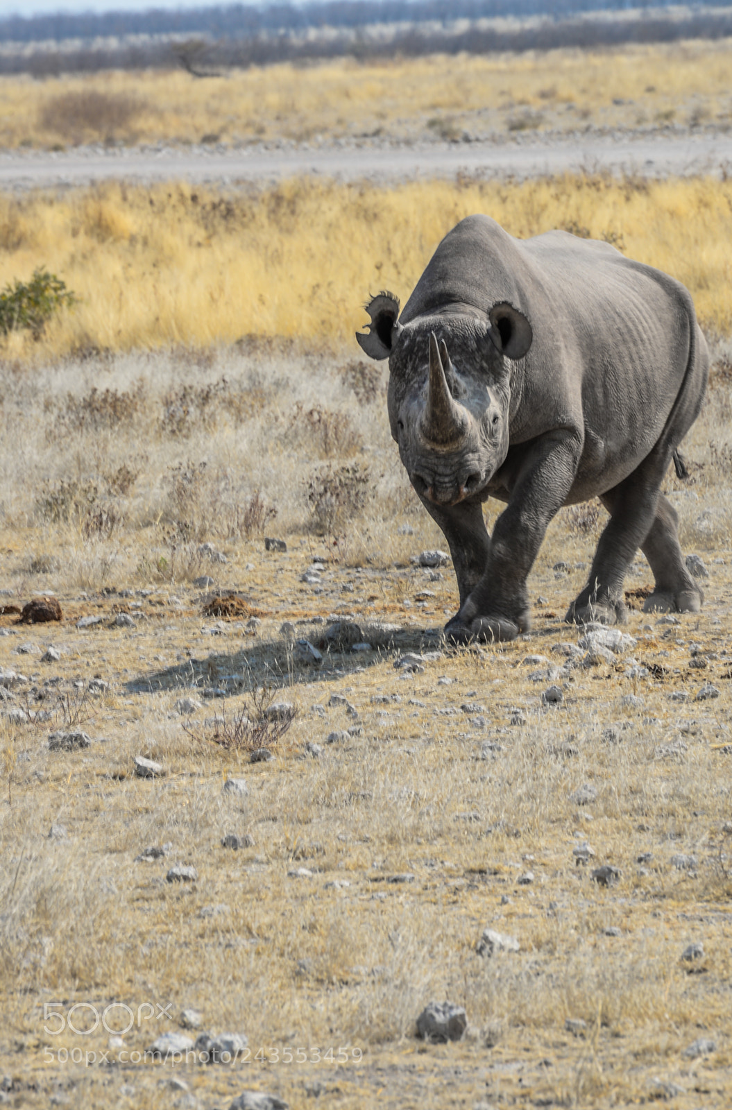 Nikon D610 sample photo. Rhino on alert photography