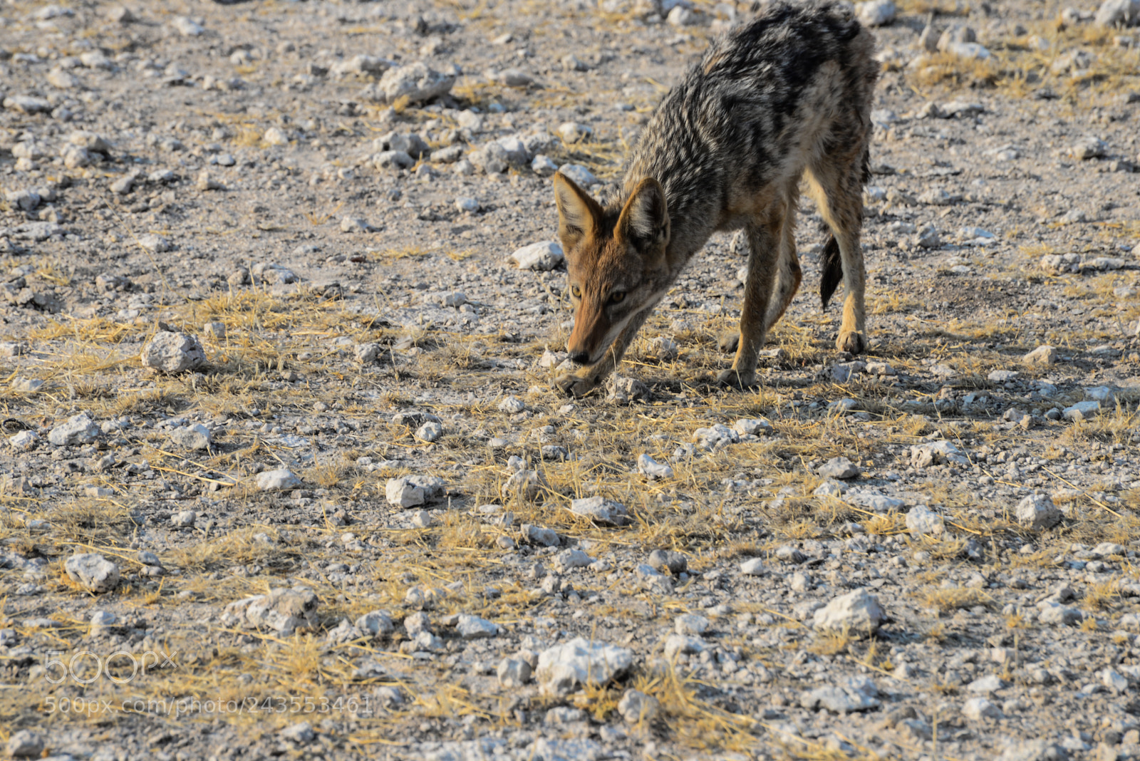 Nikon D610 sample photo. Jackal waiting her opportunity photography