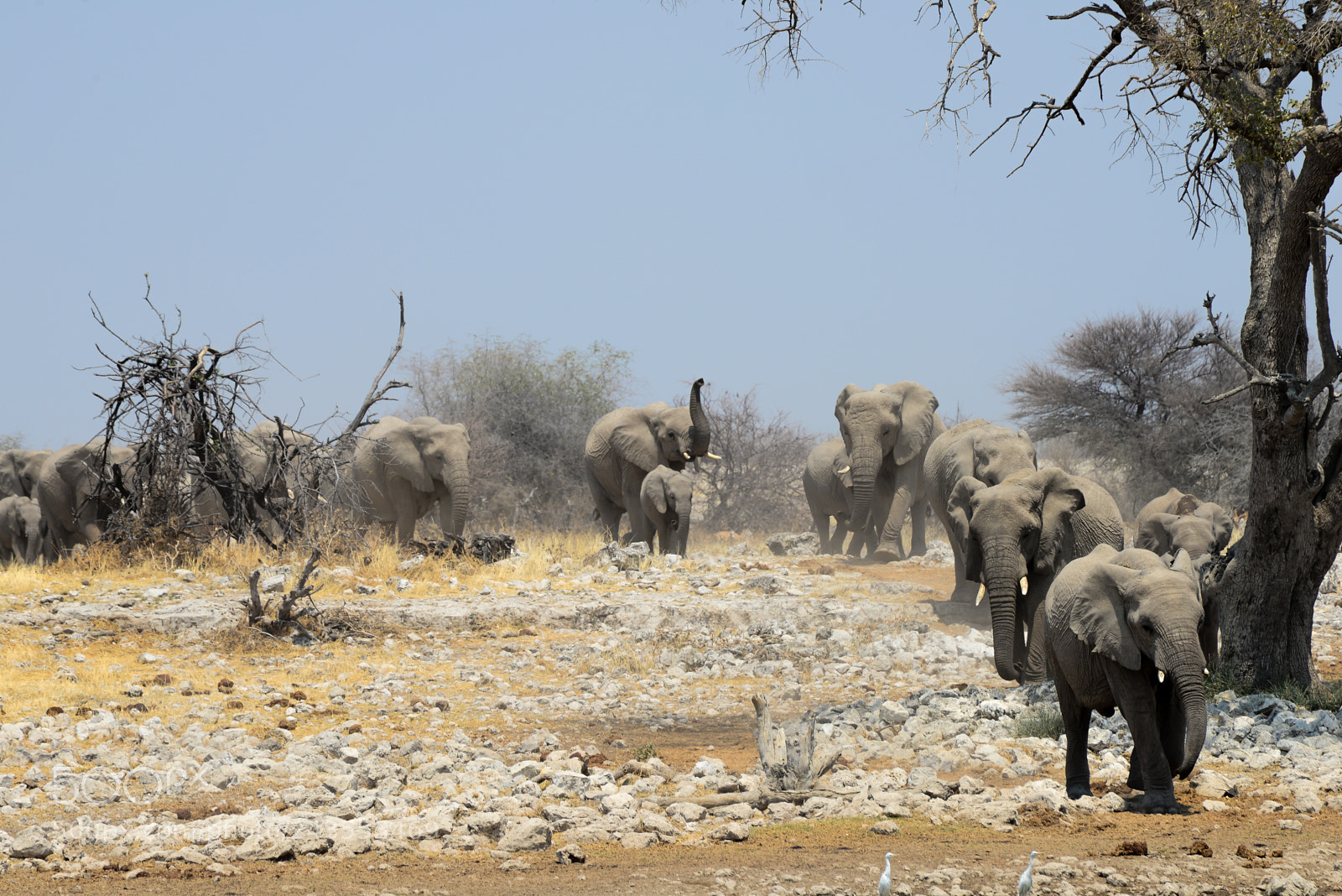 Nikon D610 sample photo. The herd's arrival at photography