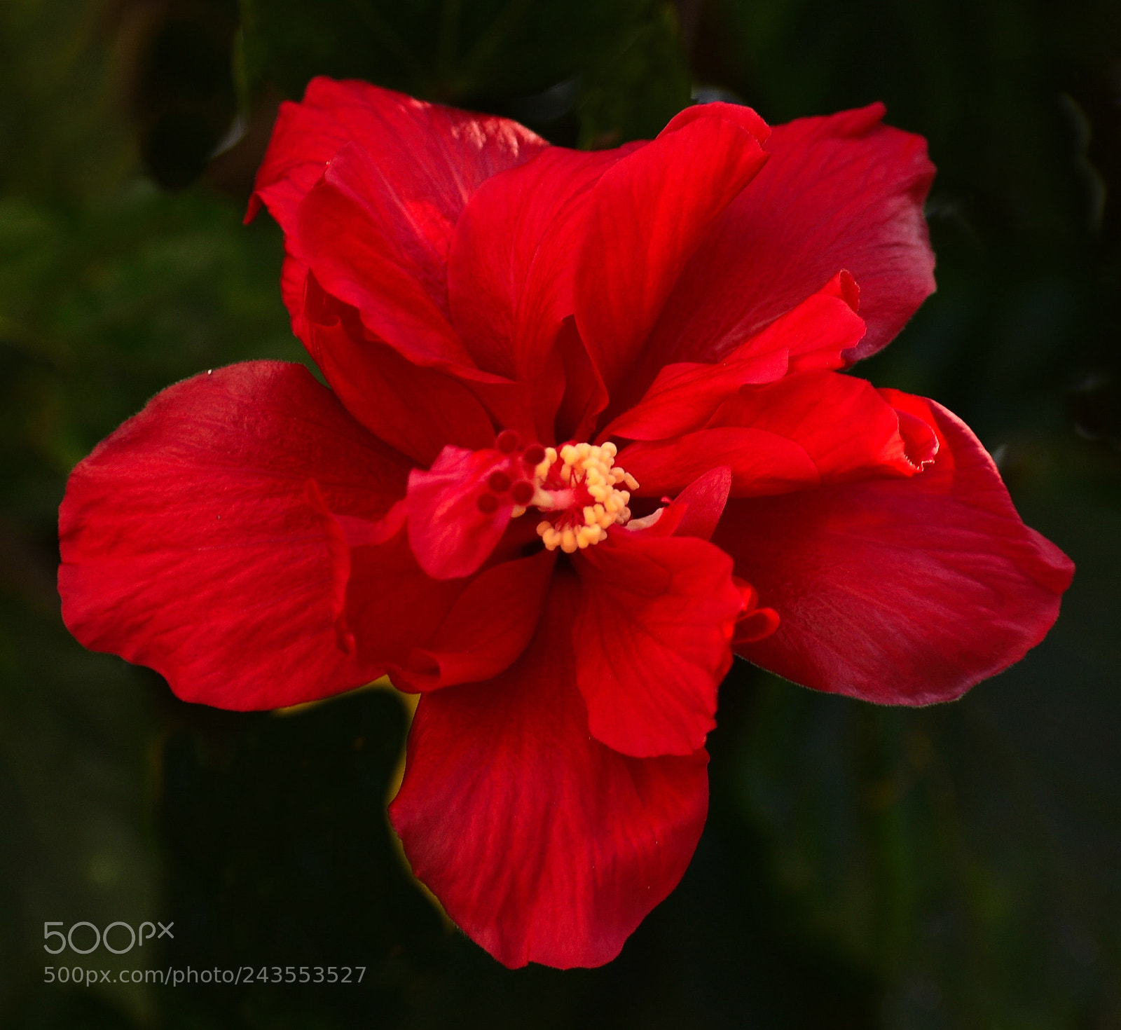 Nikon D7200 sample photo. Red hibiscus flower two photography