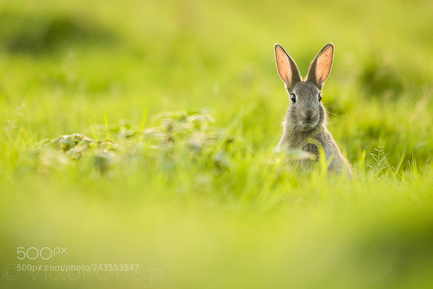 Nikon D500 sample photo. Bunny photography