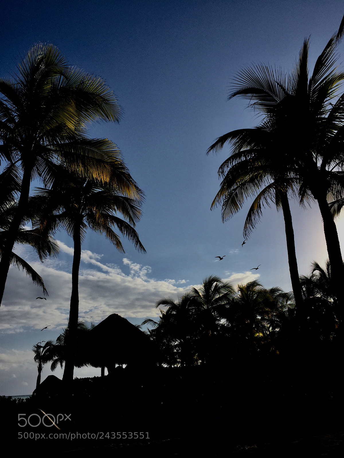 Apple iPhone 6 sample photo. Palms trees in mexico photography