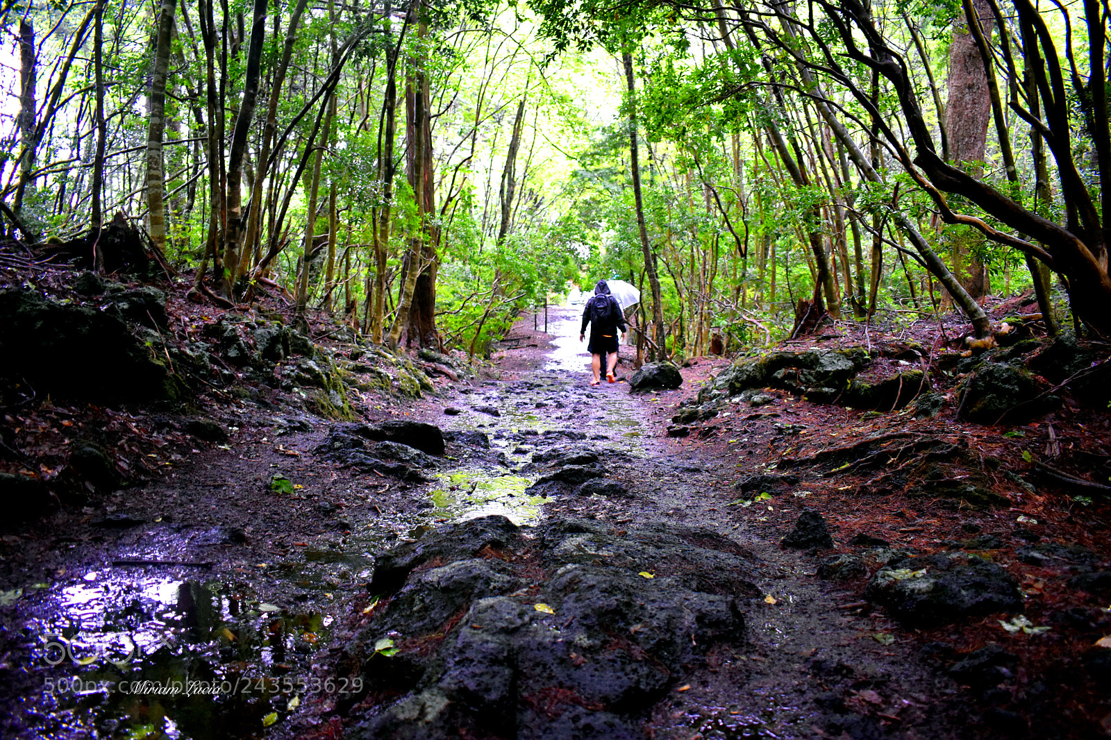 Nikon D5600 sample photo. Aokigahara jukai suicide forest photography