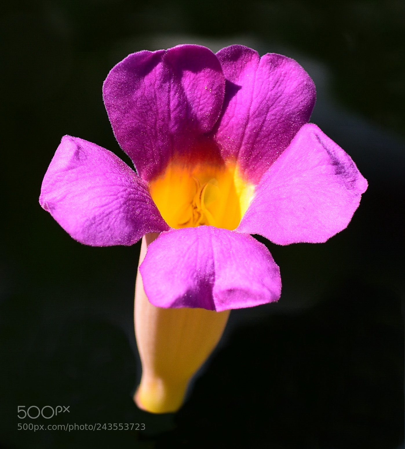 Nikon D7200 sample photo. A purple flower photography