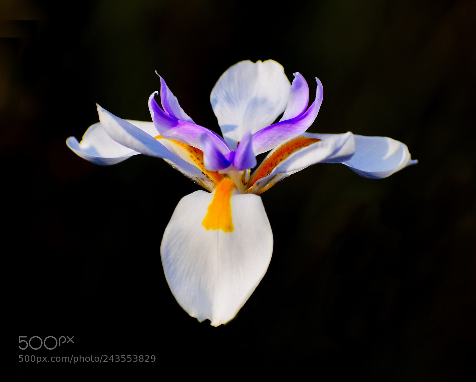 Nikon D7200 sample photo. A white iris flower photography