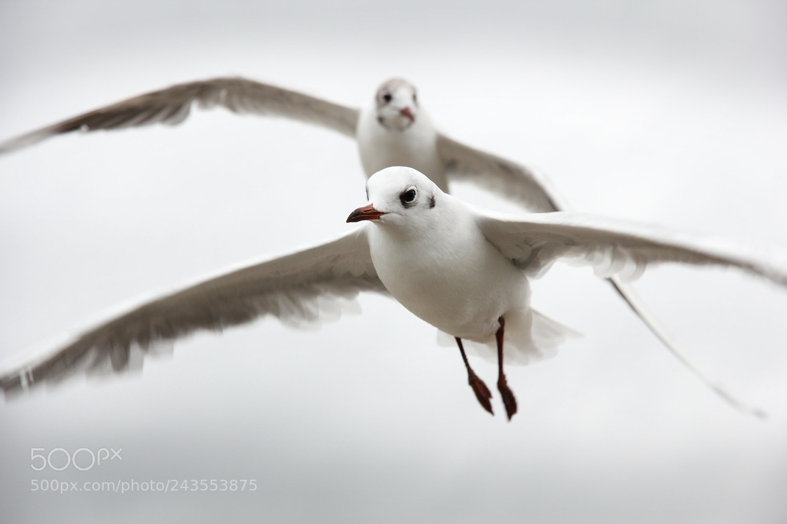 Canon EOS 60D sample photo. Seagull biplane photography