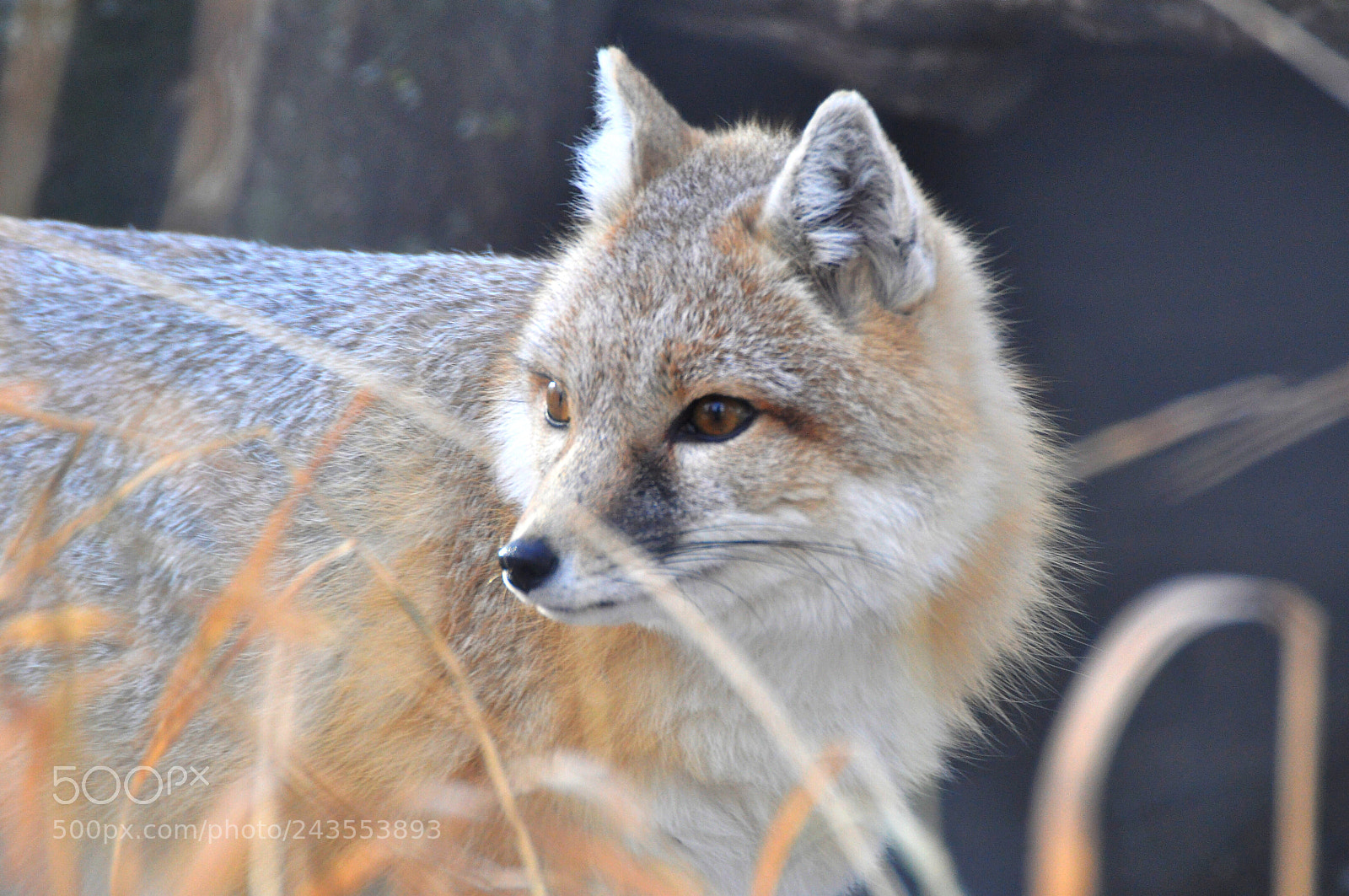 Nikon D90 sample photo. Fox photography