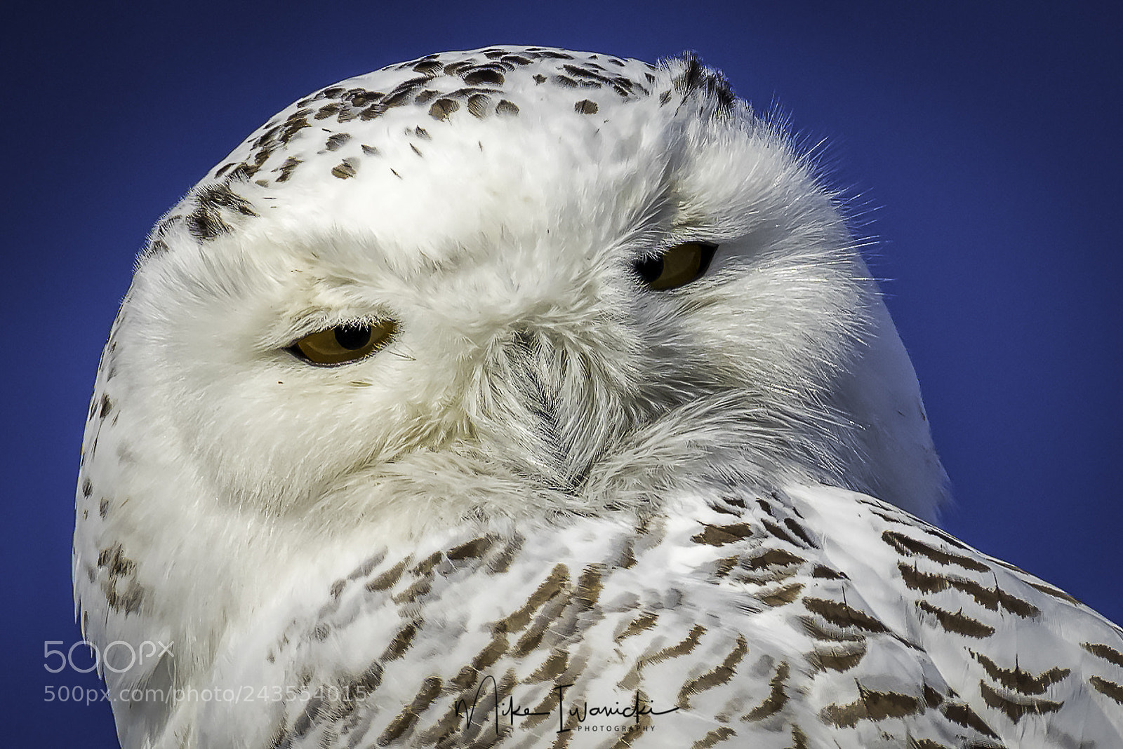 Nikon D810 sample photo. Untitled photography