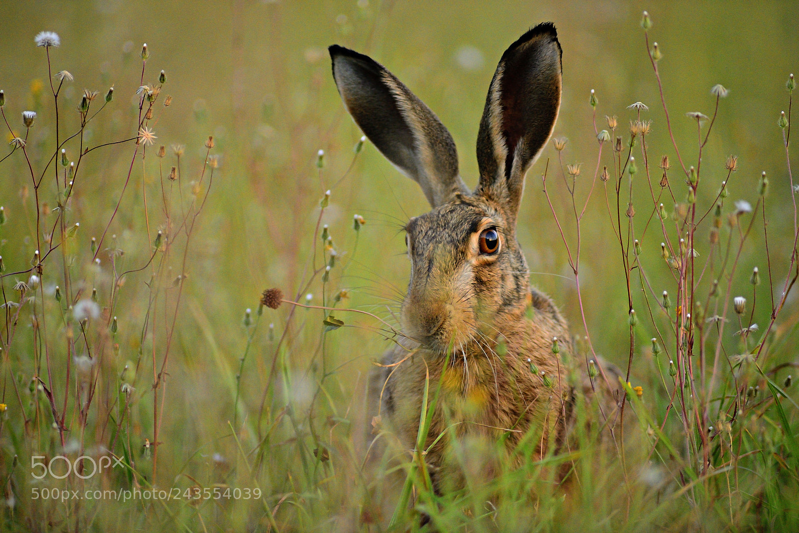 Nikon D800 sample photo. Eye hare photography
