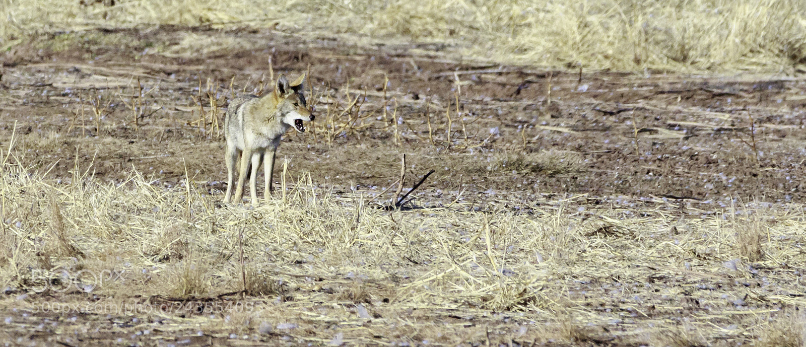 Canon EOS 7D Mark II sample photo. Coyote5 photography