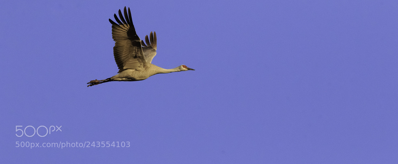 Canon EOS 7D Mark II sample photo. Sandhill2 photography