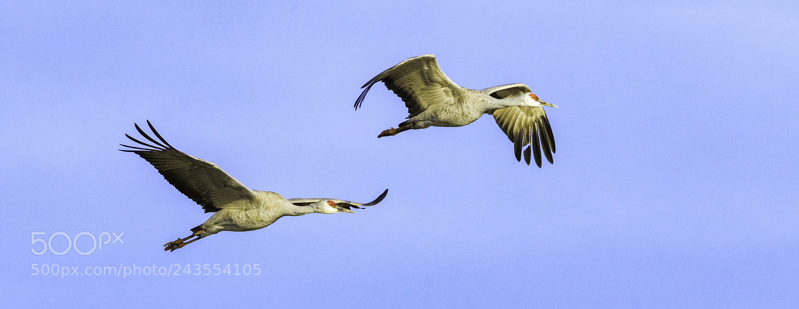 Canon EOS 7D Mark II sample photo. Sandhill1 photography