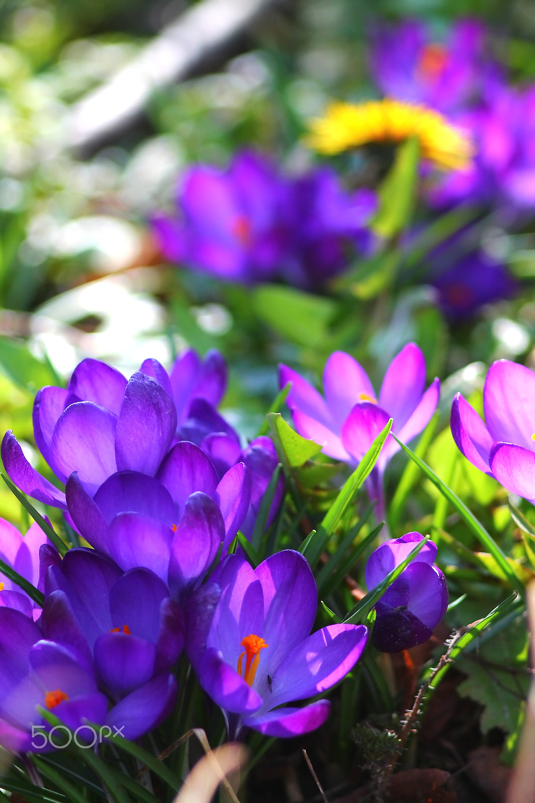 Canon EF 35-80mm f/4-5.6 sample photo. First spring flowers. photography