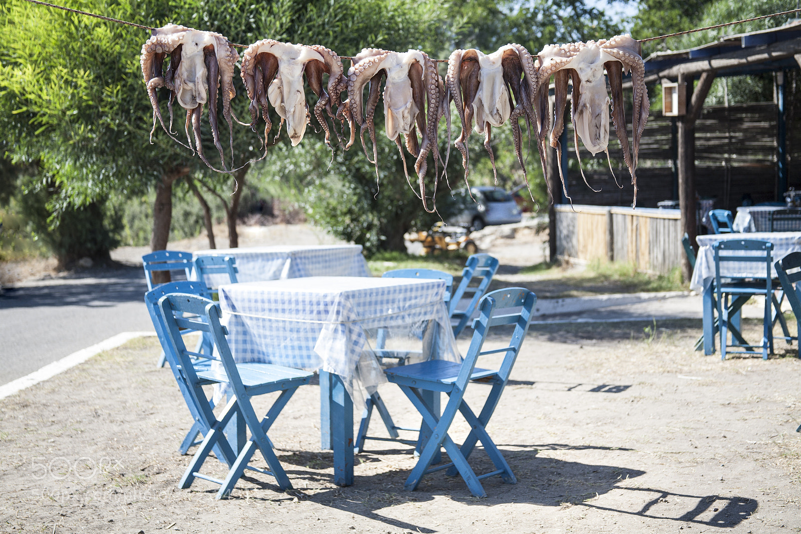 Canon EOS 5D sample photo. Octopus 2832.jpg photography