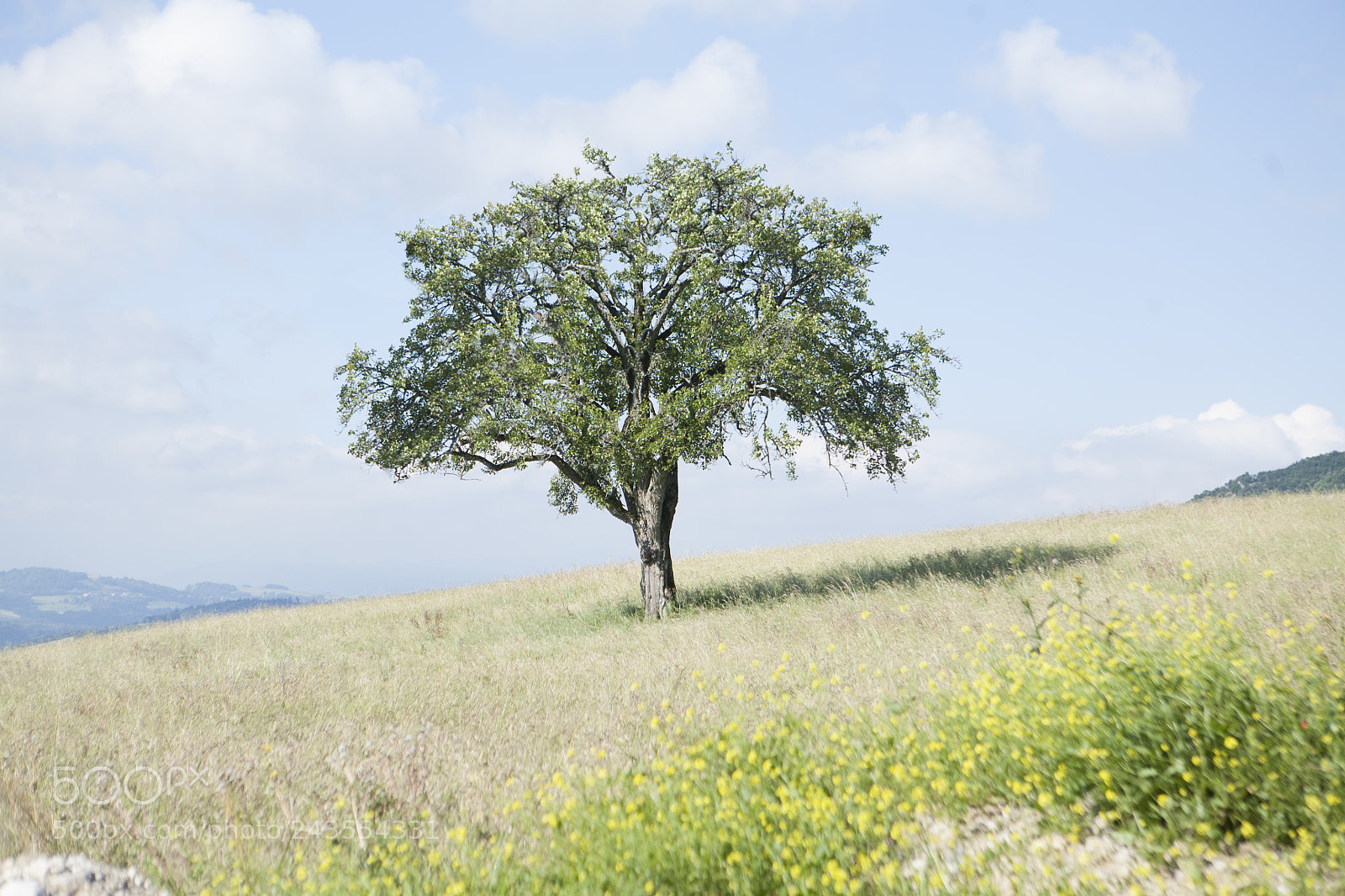 Canon EOS 5D sample photo. Tree 6365 photography