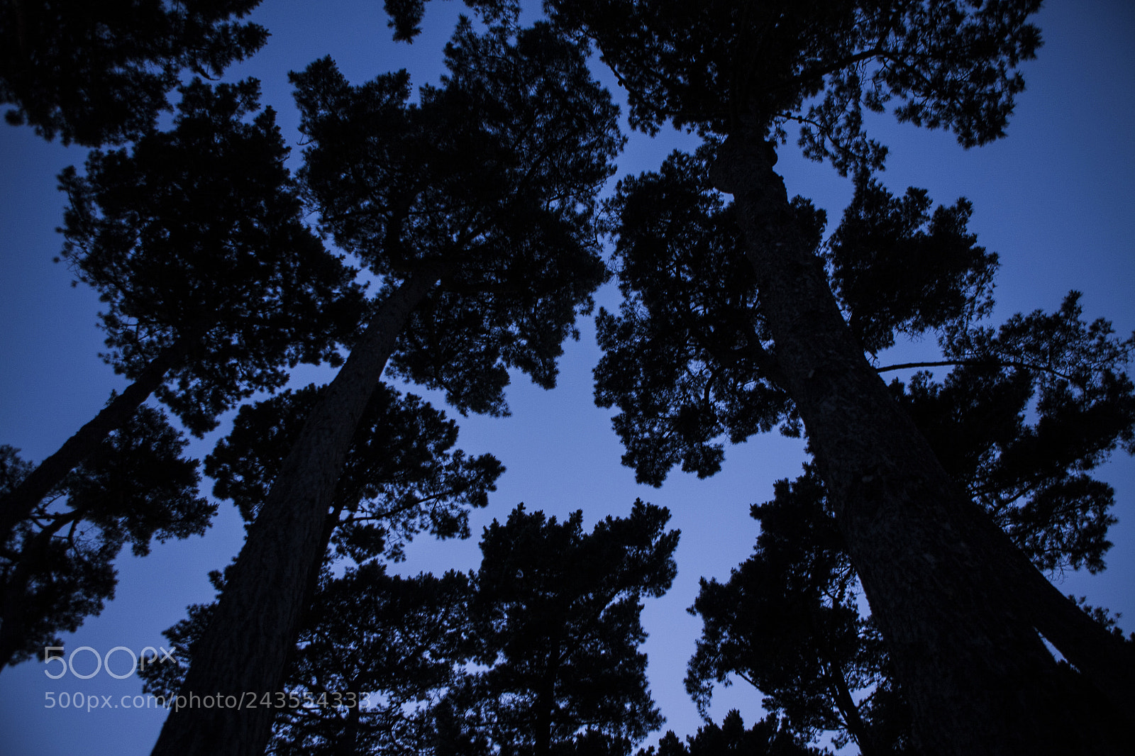 Canon EOS 5D sample photo. Tree 6554.jpg photography