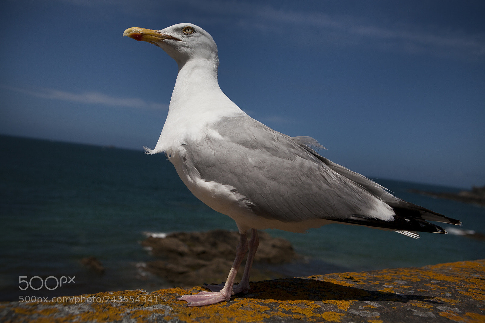 Canon EOS 5D sample photo. Seagull 7469.jpg photography