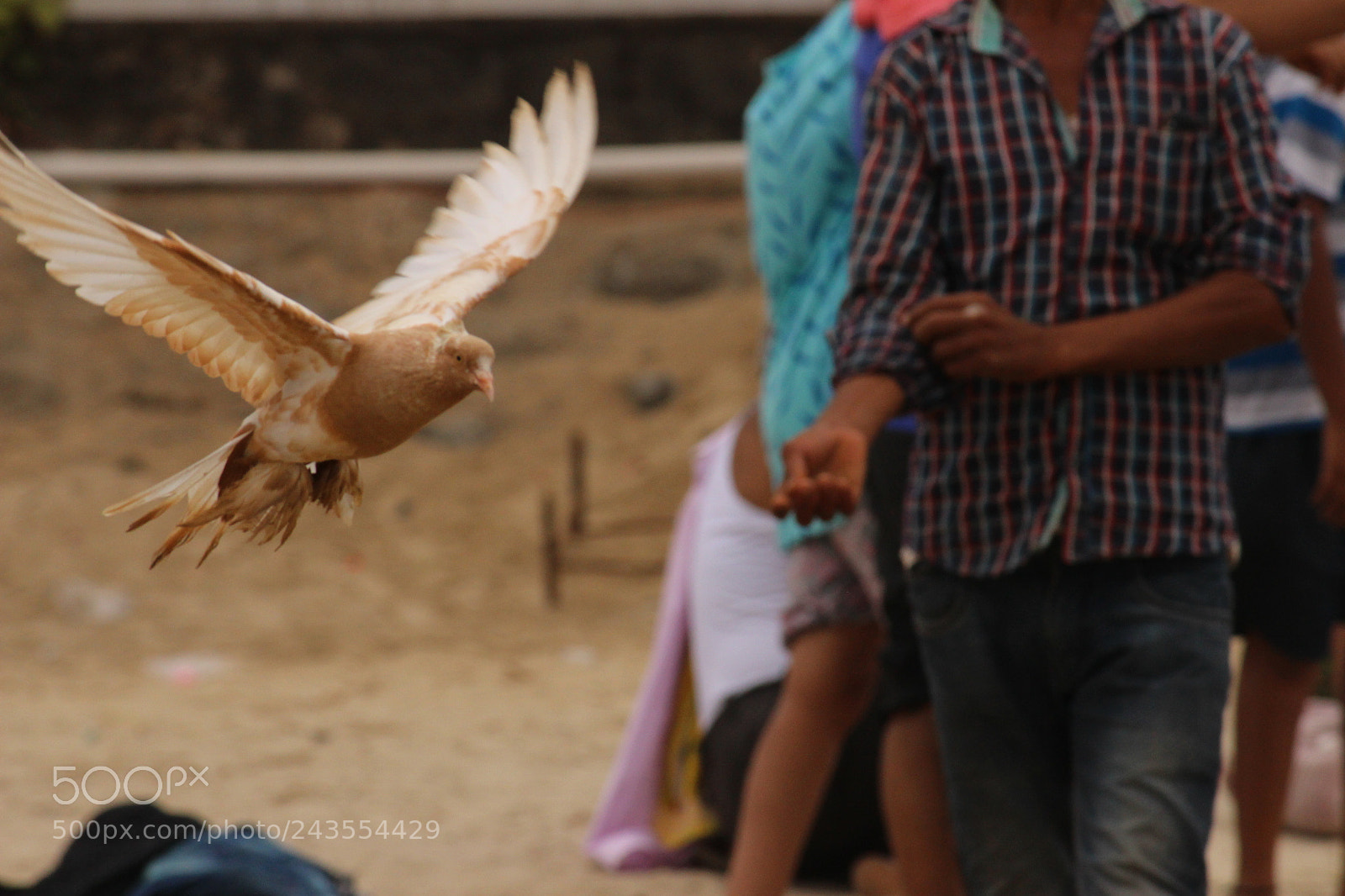 Canon EF-S 55-250mm F4-5.6 IS II sample photo. Untitled photography