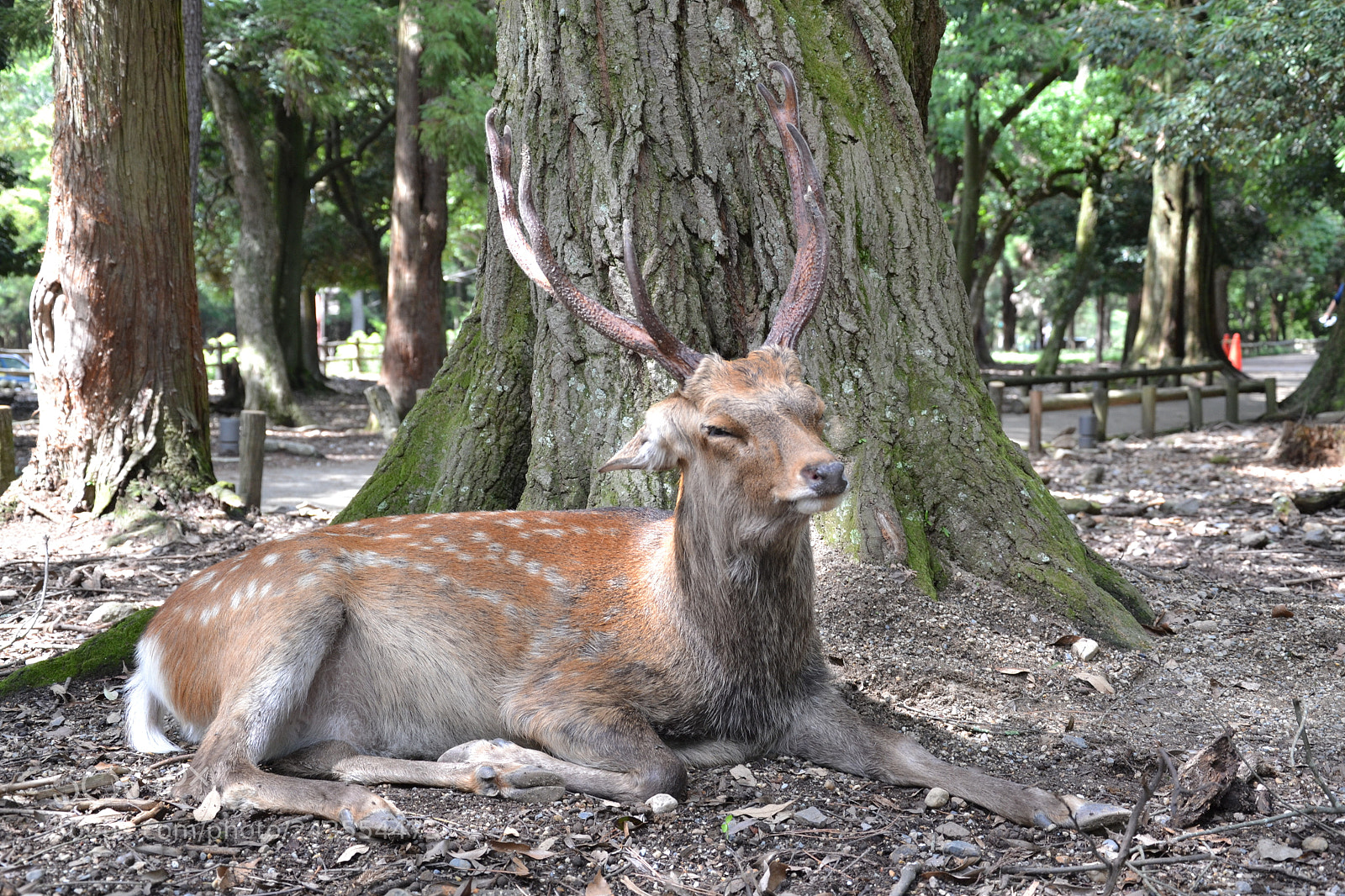 Nikon D3100 sample photo. At rest photography