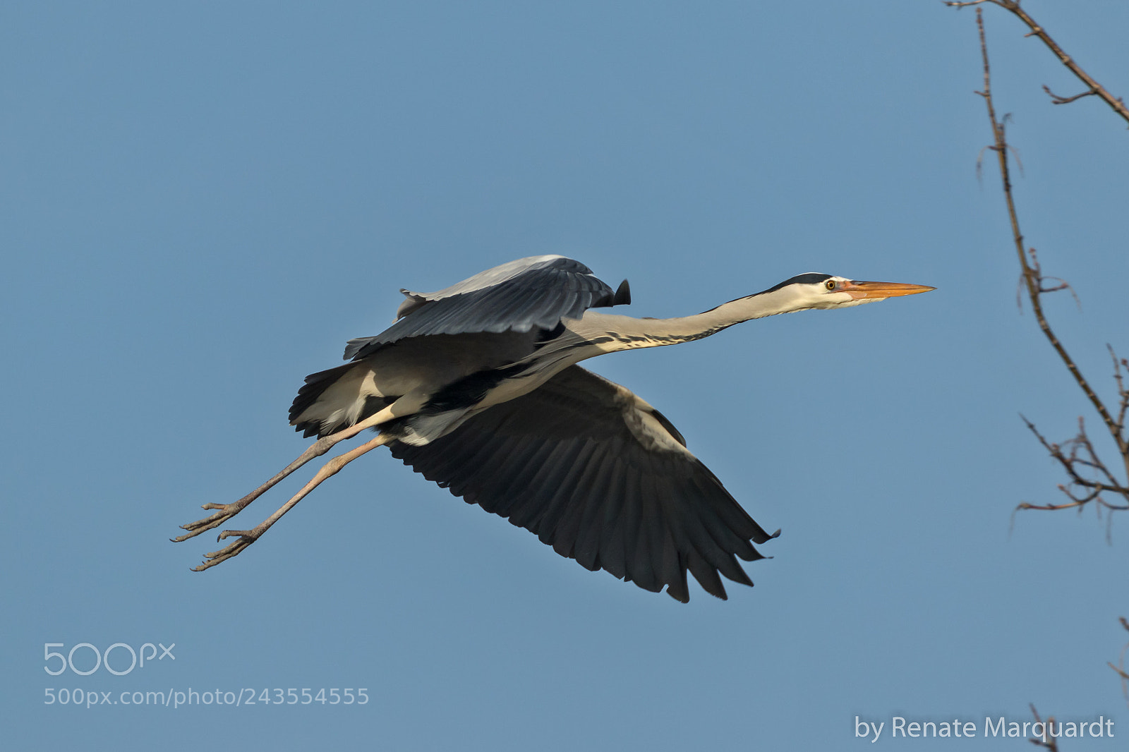 Canon EOS 7D Mark II sample photo. Graureiher (ardea cinerea) photography