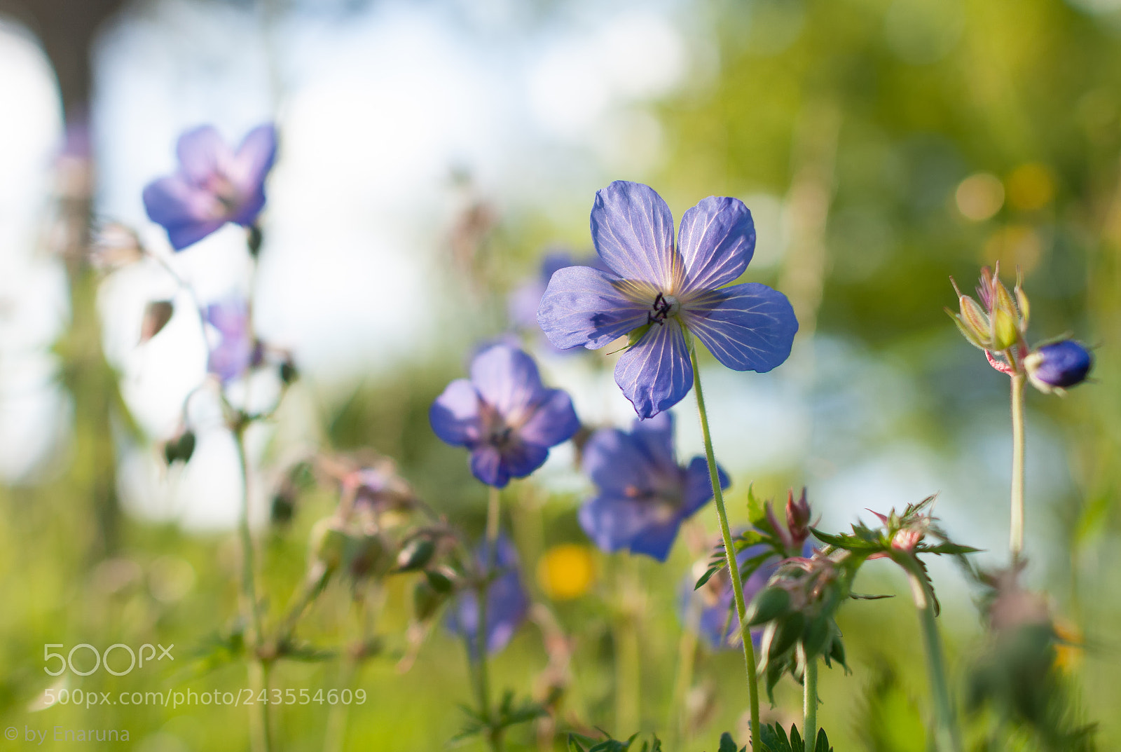 Nikon D300S sample photo. Cranesbill flower photography